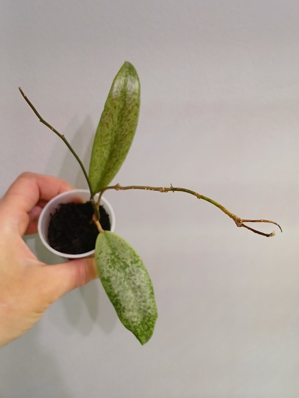 Hoya Jita
